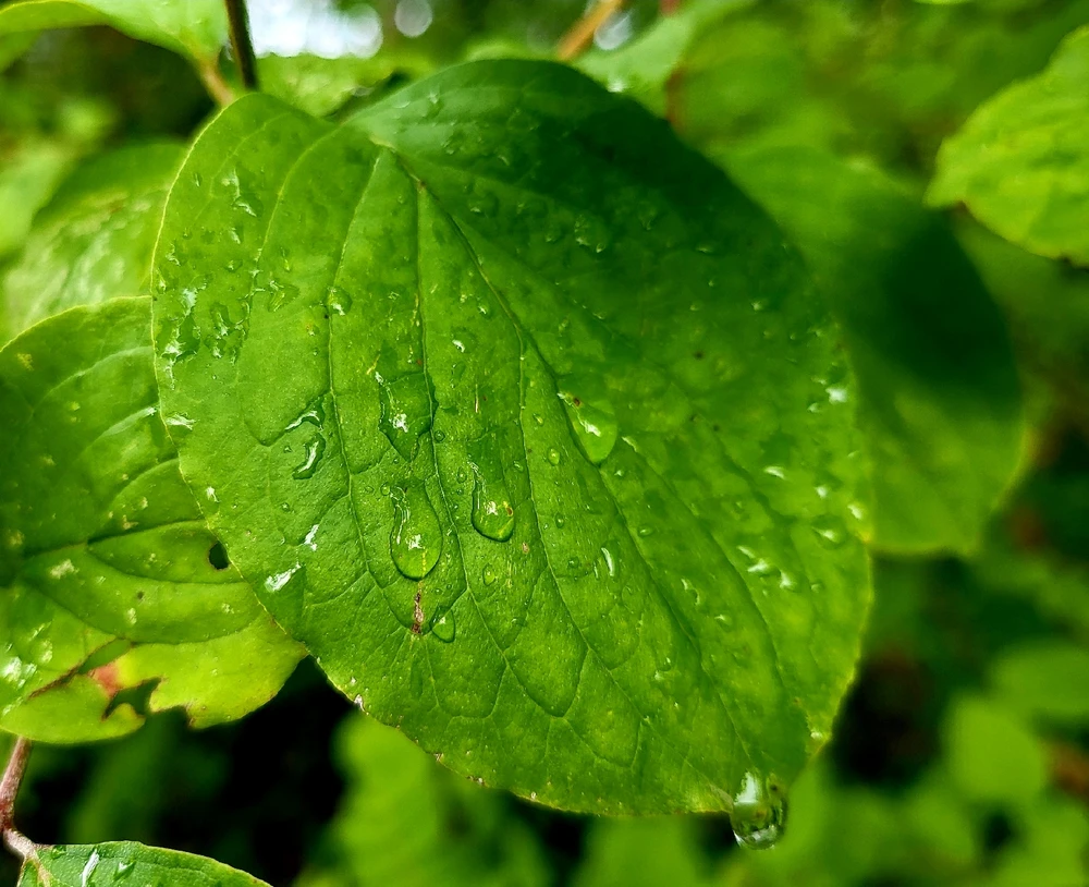 Bild hochgeladen von Hagalaz