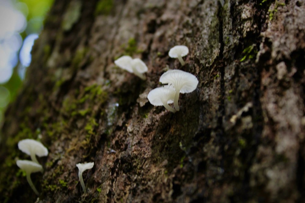 Image uploaded by L