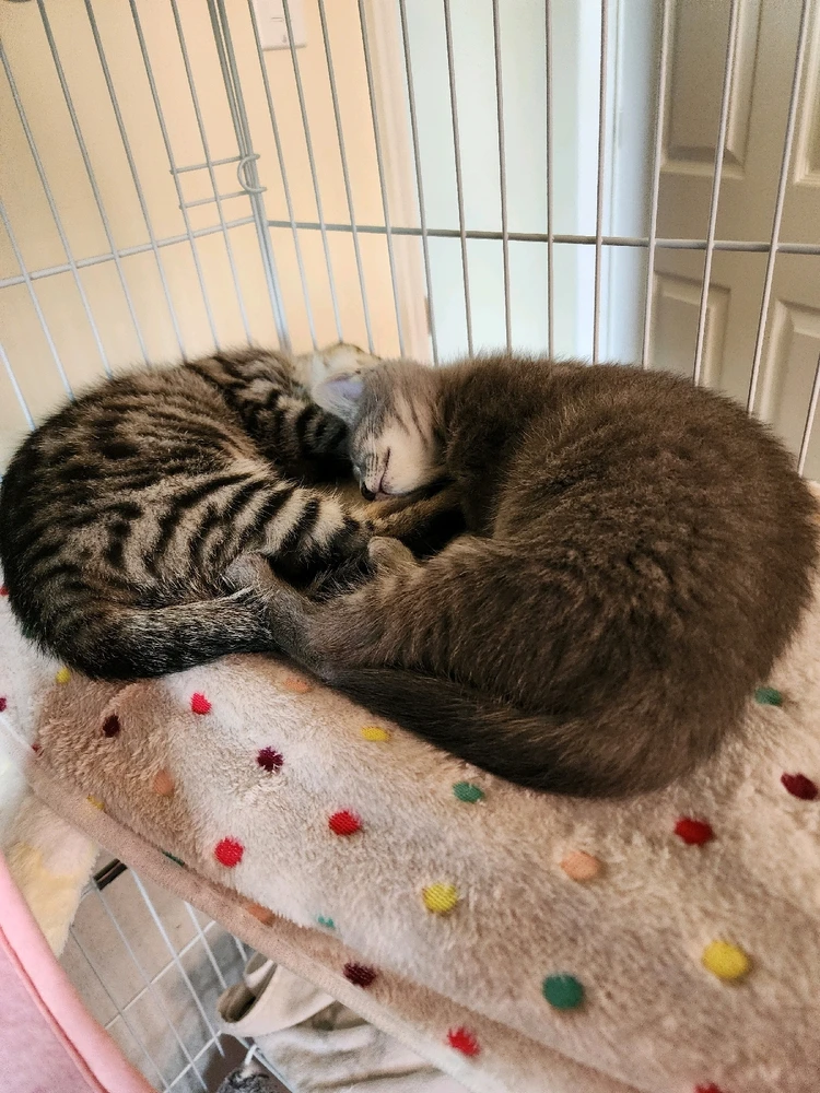Two kittens, one gray and one striped, sleep peacefully with their heads touching on a polka dot blanket