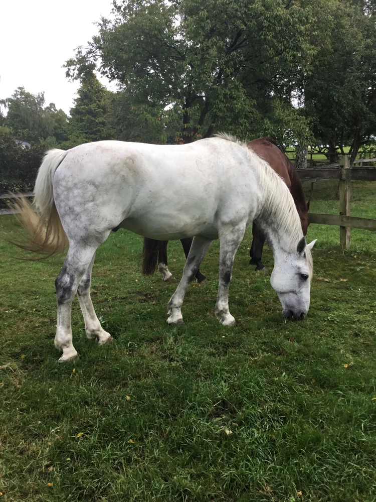 Billede uploadet af Oskar