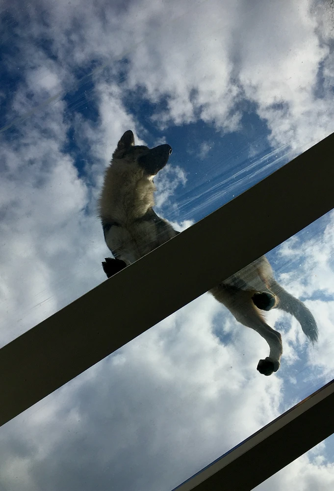 Obrázek nahrál Irónia