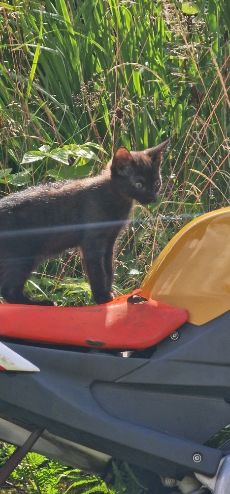 Bild uppladdad av Nova