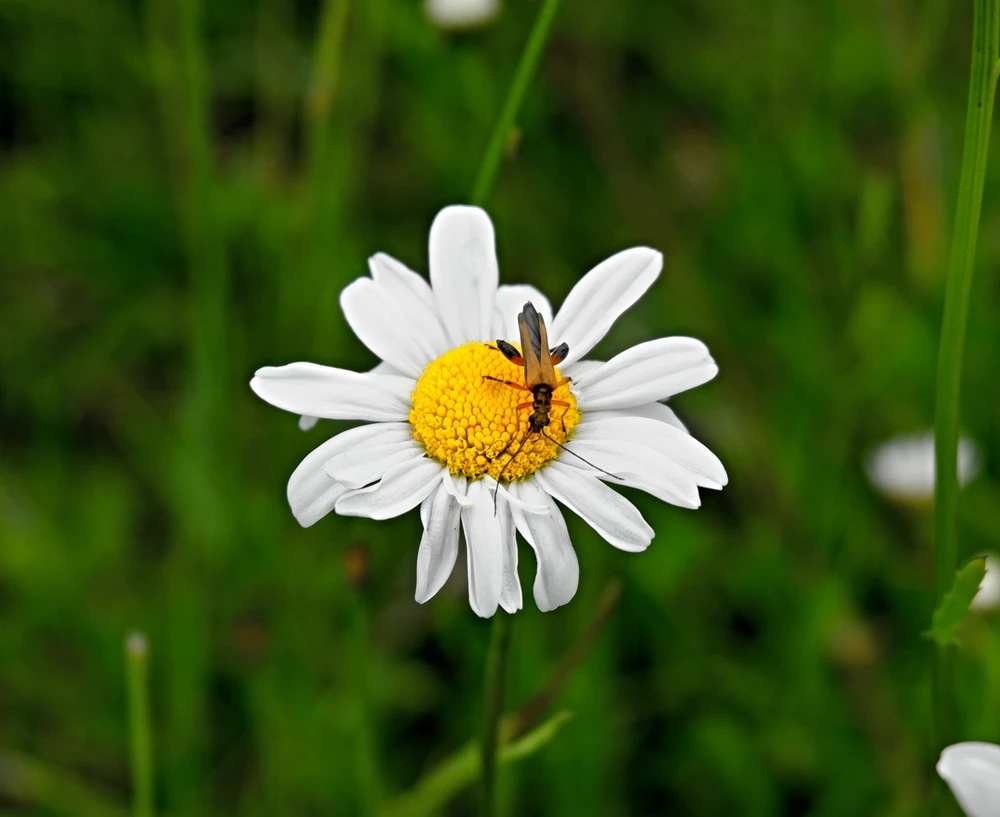 Obrázek nahrál Daniel Kovář