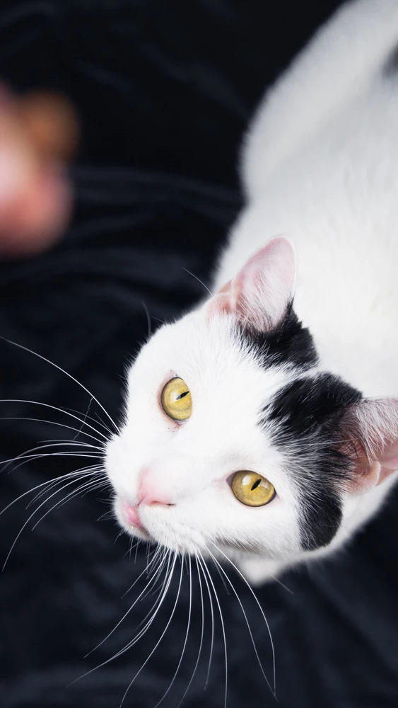 Obrázek nahrál Vojta