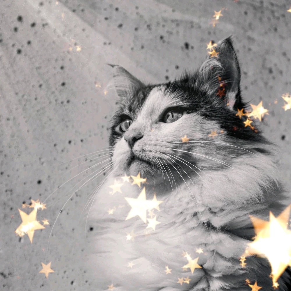 Фото загрузил Гоша