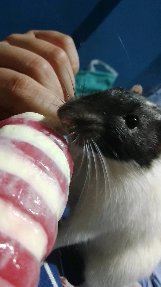 Imagen subida por Zoé 🪐