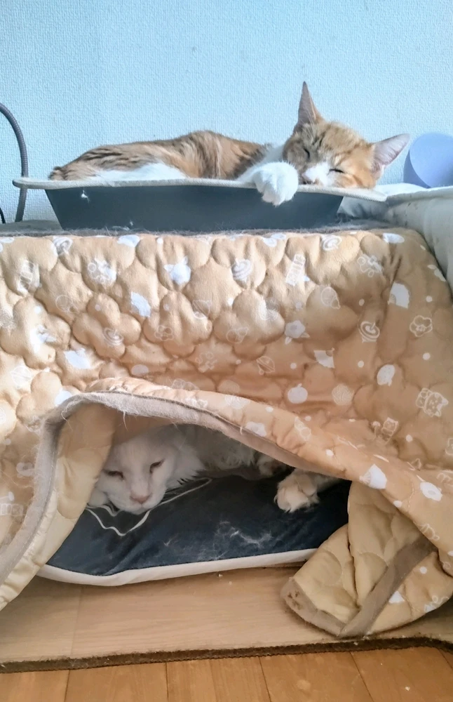 MAO🐾がアップロードした画像