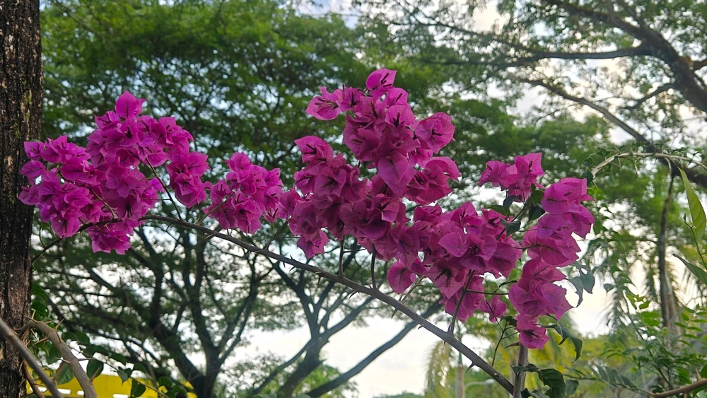 Image uploaded by Iskandar