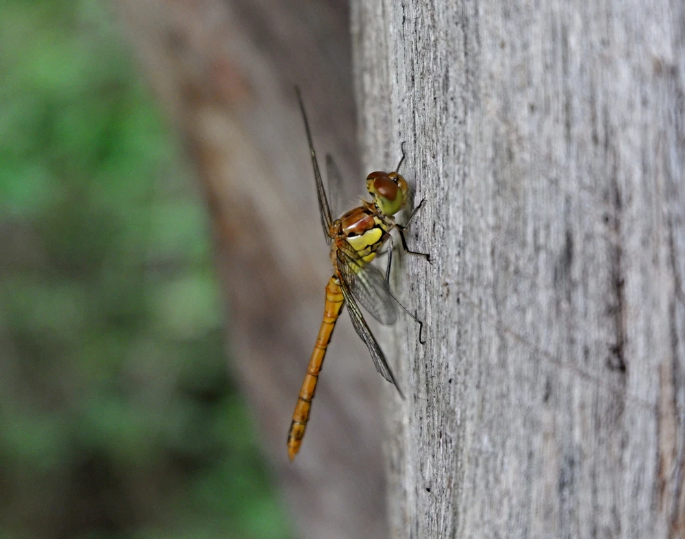 Obrázek nahrál Daniel Kovář