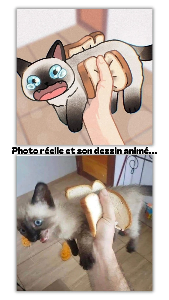 Image ajoutée par Stephe