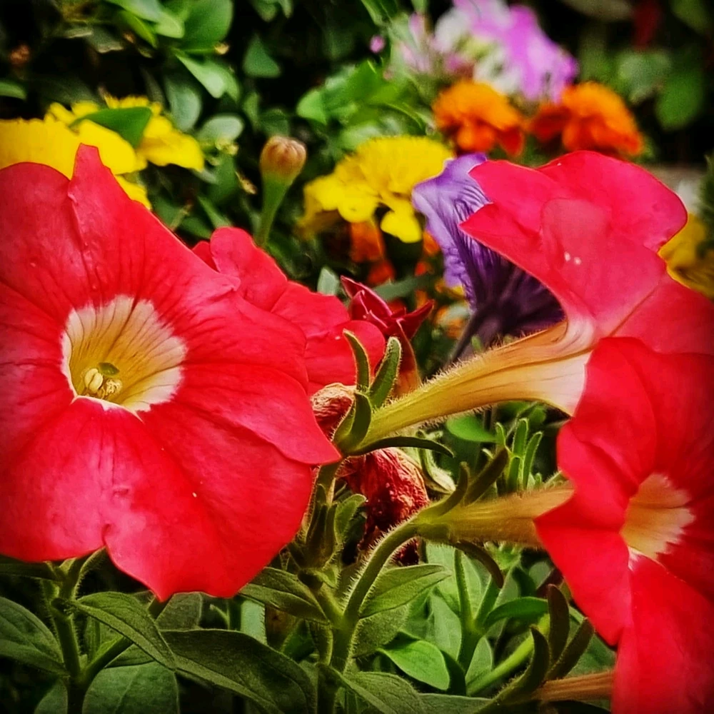 Image uploaded by Ieuan