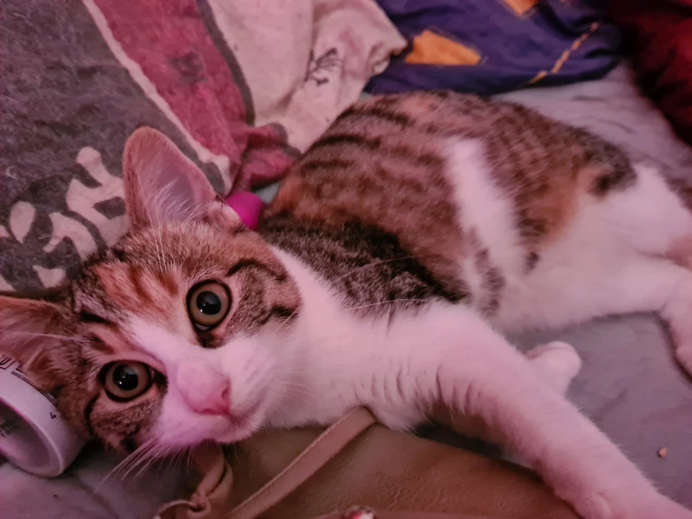 Image ajoutée par Maatsaki