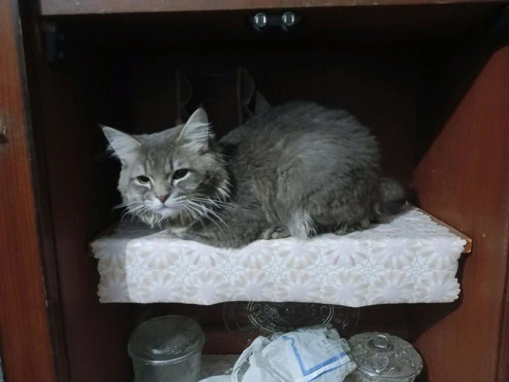 Image uploaded by Dr. Rida Rizvi