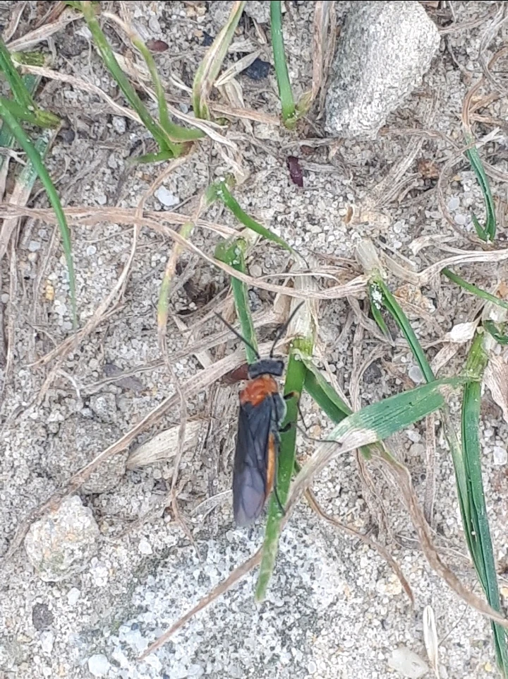 Bild hochgeladen von Herbert = ᚺᛖᚱᛒᛖᚱᛏ