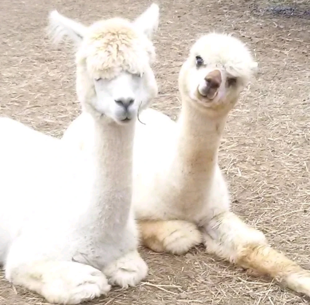 Image uploaded by Natasha π