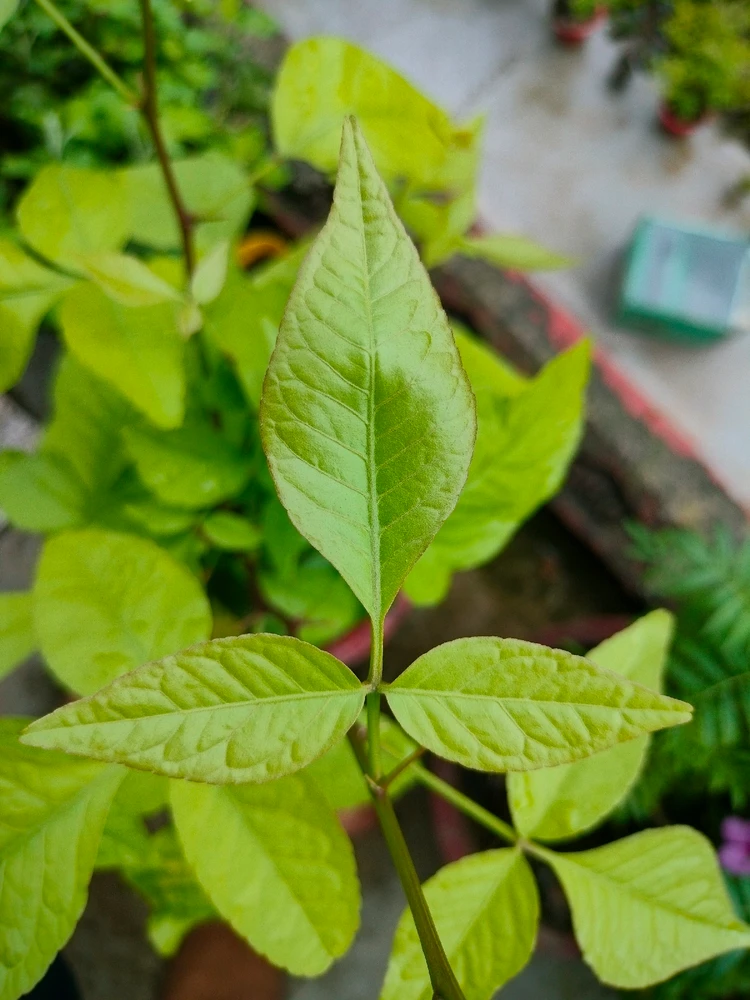Aman Thakur上傳的圖片