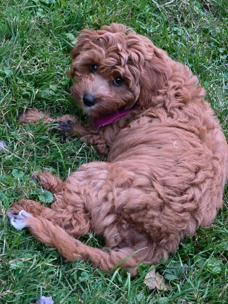 Image uploaded by Ashlie