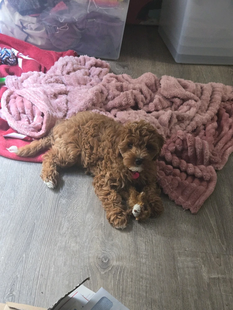 Image uploaded by Ashlie