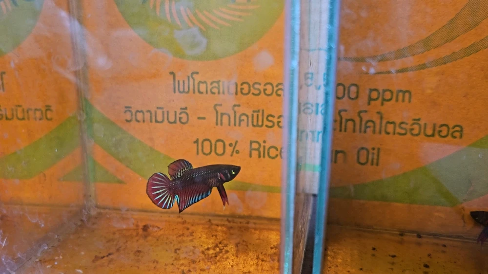 Cocktailがアップロードした画像