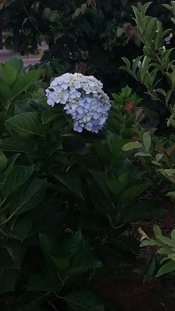 Ảnh do ♔🍵_°‘¨Aries♪¨‘°_🔮 tải lên