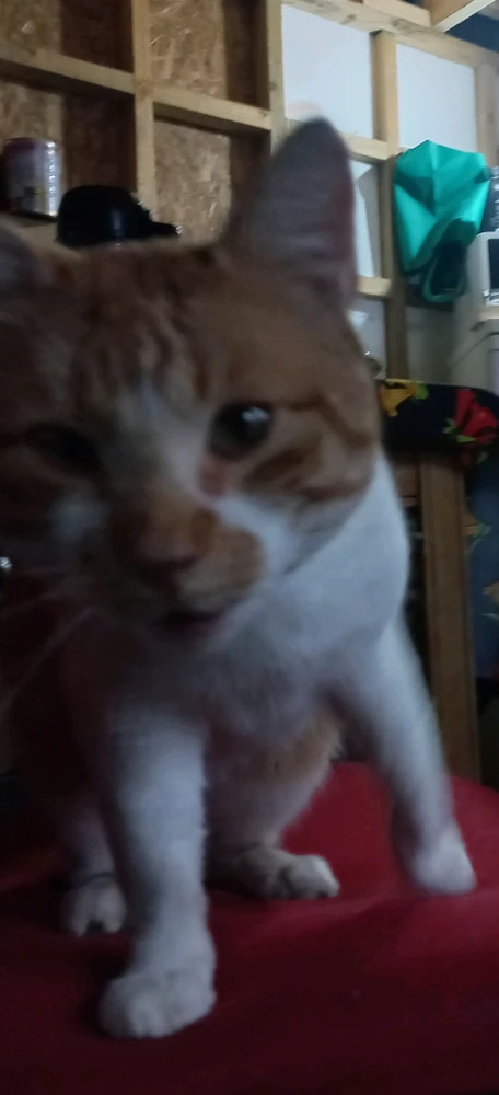 Imagen subida por Daniela