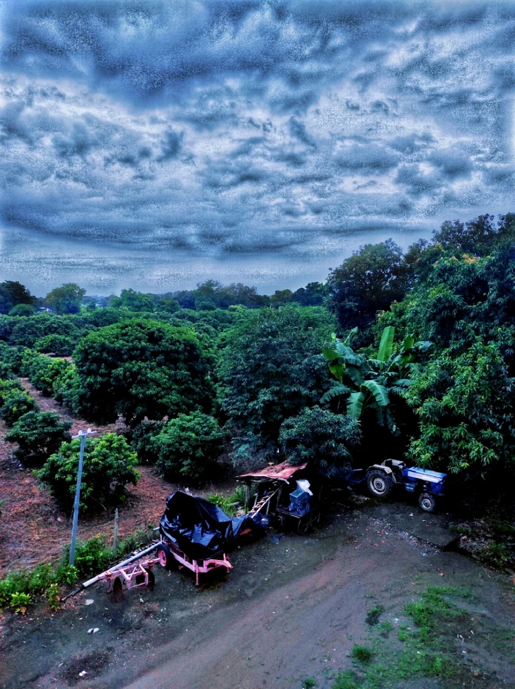 A cloudy weather with greenery of Mango farm. 