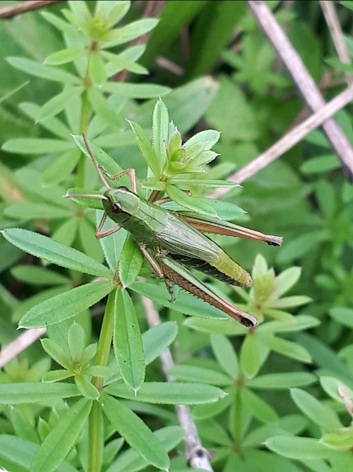 Bild hochgeladen von Herbert = ᚺᛖᚱᛒᛖᚱᛏ