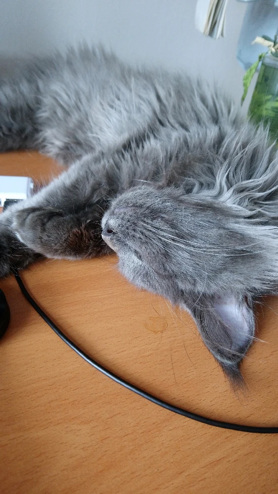 Obrázek nahrál Klara