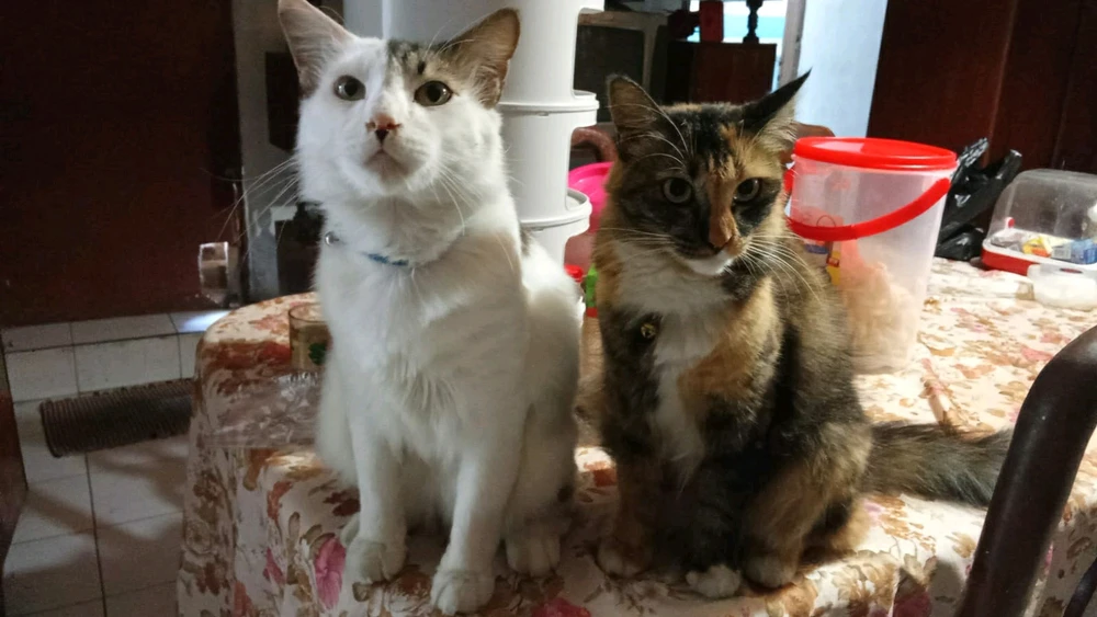 Gambar diunggah oleh Vie