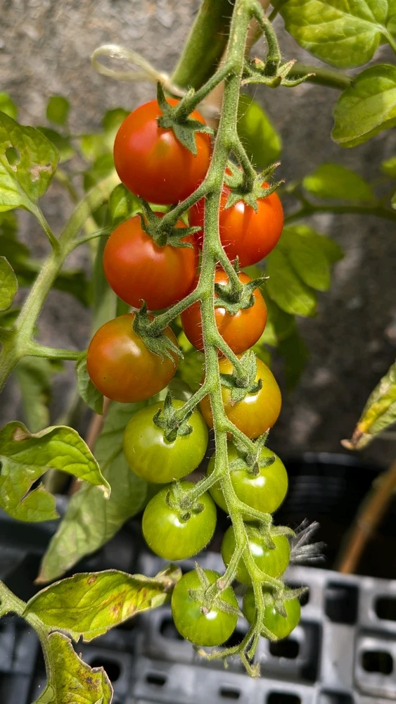 Obrázek nahrál Matěj