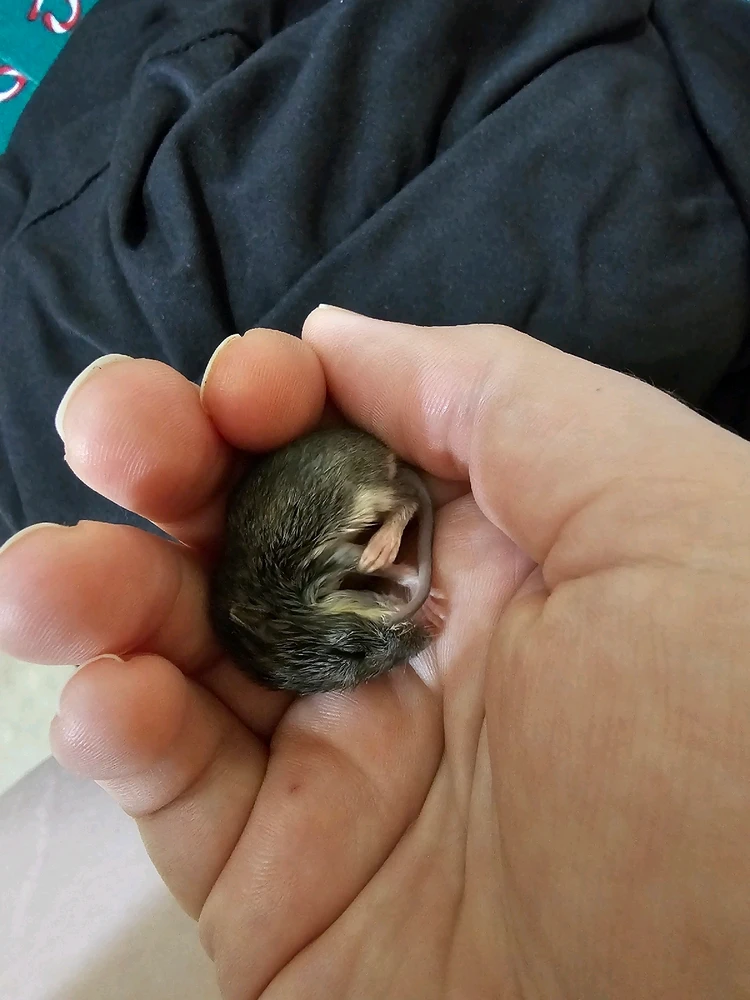 Image uploaded by 𐌌𐌉𐌔𐌁Ｈᕓ