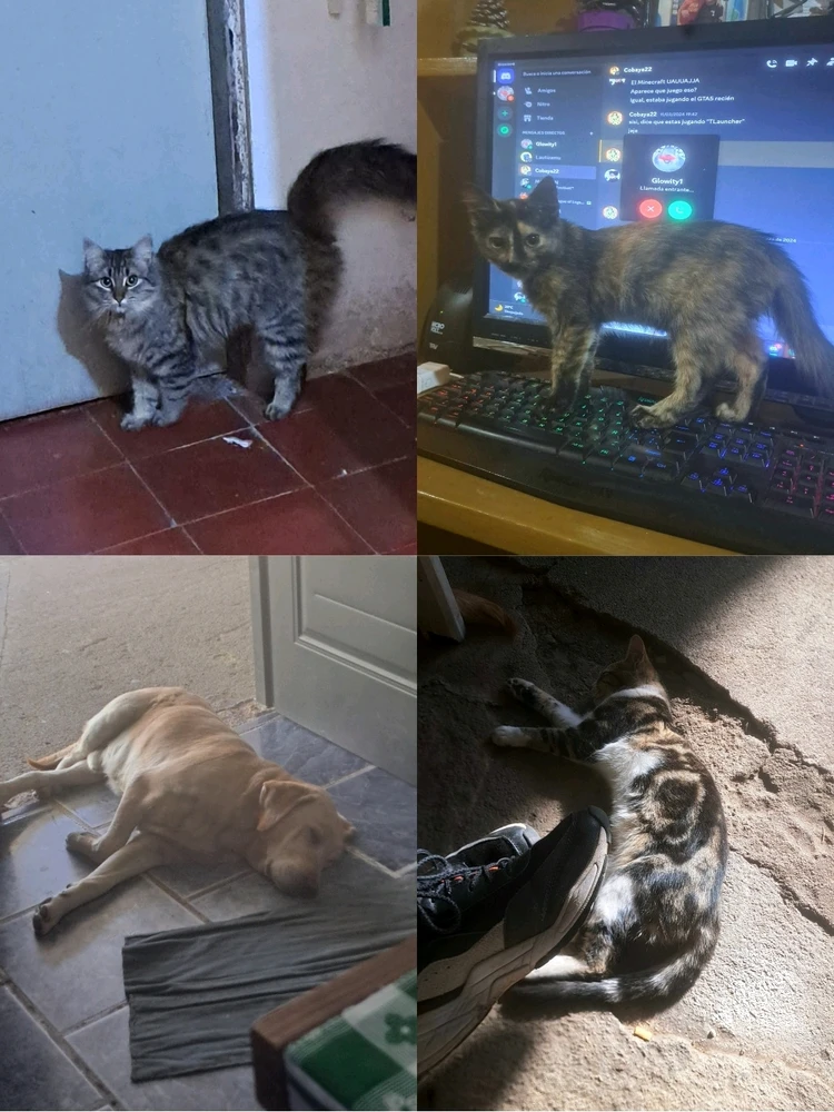 Publicá a tu mascota