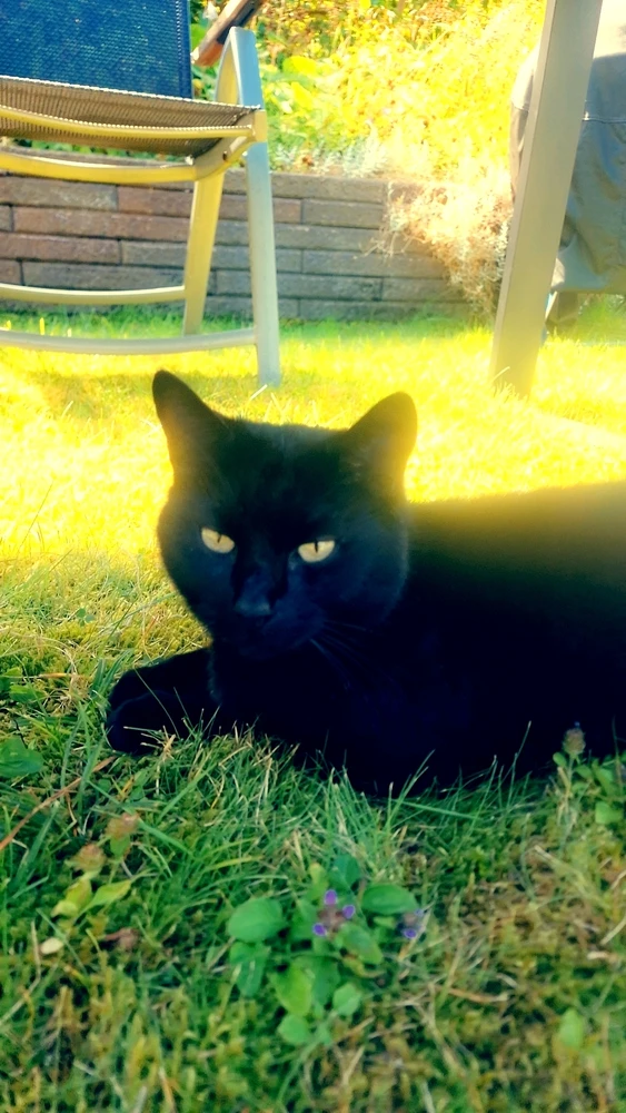 Bild uppladdad av Nova