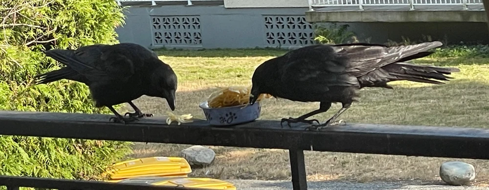 Image uploaded by Mel