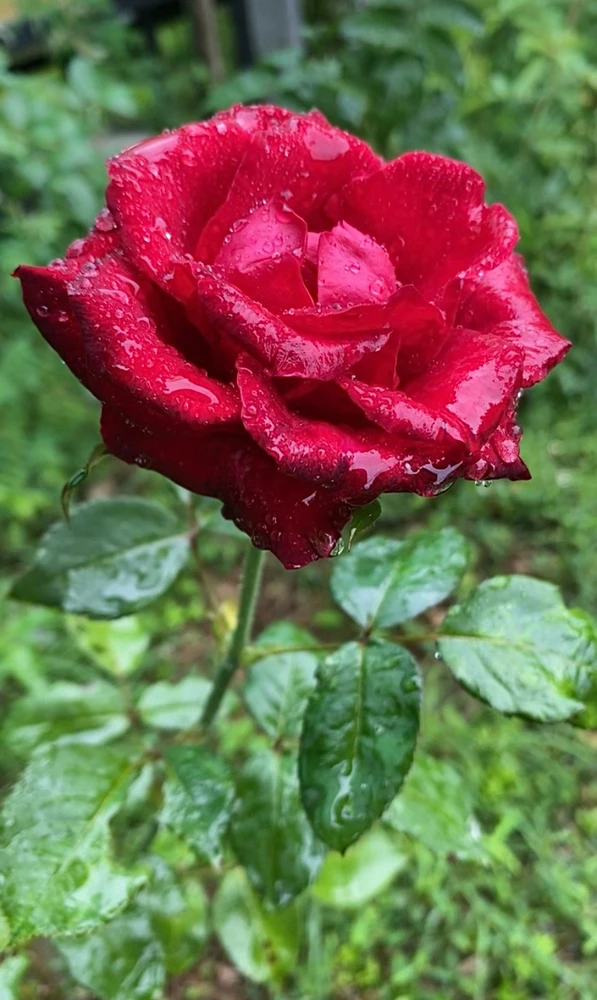 รูปที่อัพโหลดโดย Bird