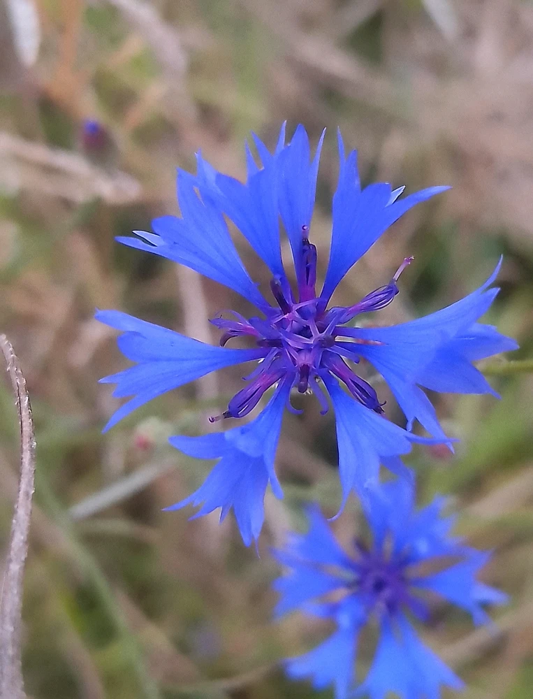 Bild hochgeladen von Herbert = ᚺᛖᚱᛒᛖᚱᛏ