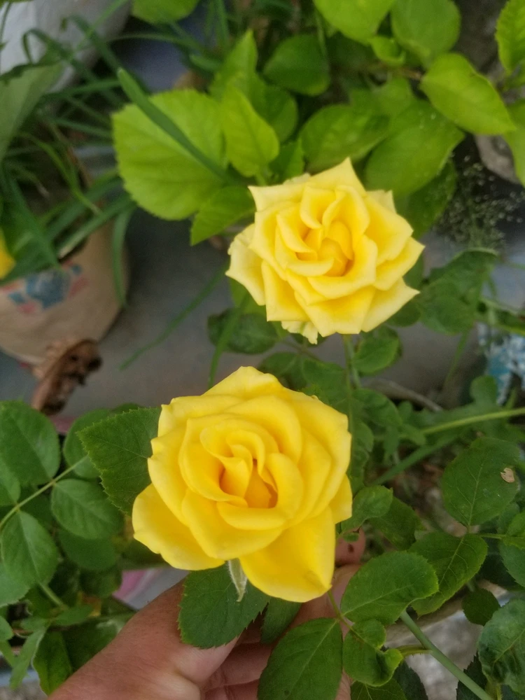 Bild hochgeladen von ANWAR