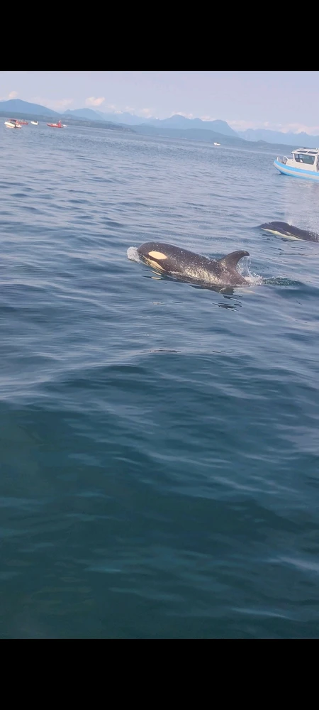 I-upload ni Mason ang larawan