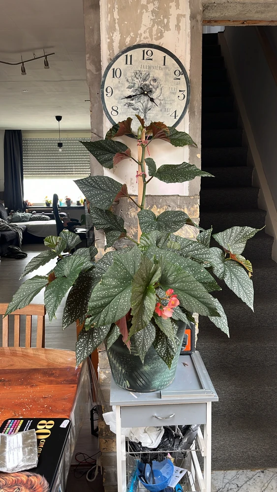 Afbeelding geüpload door Efra