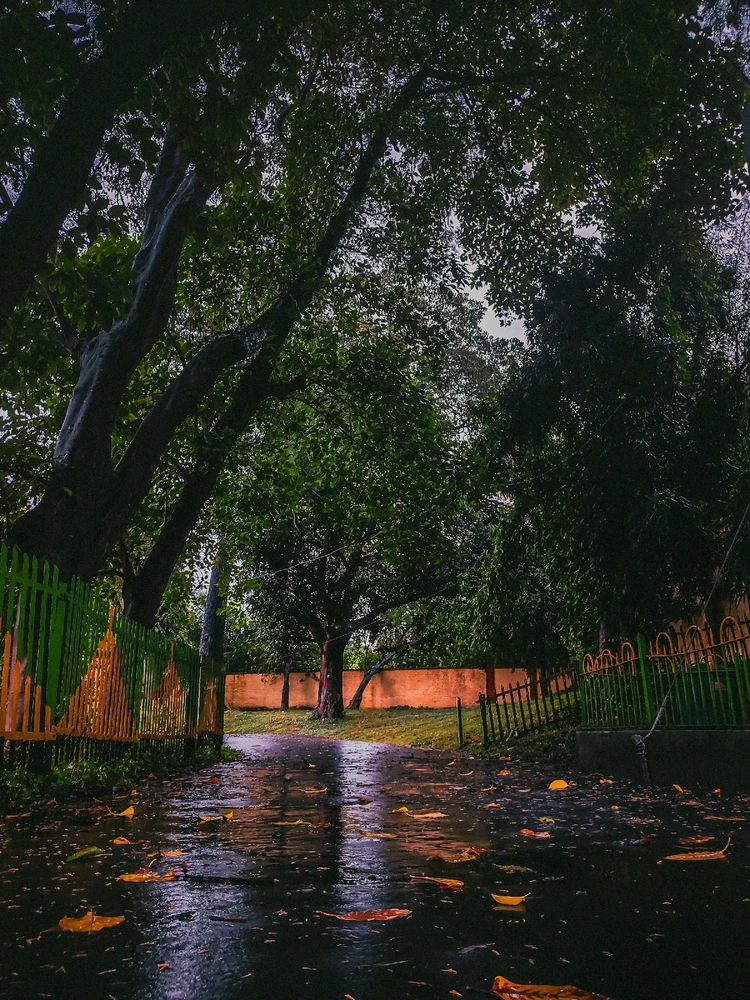 Rainsoaked Afternoon