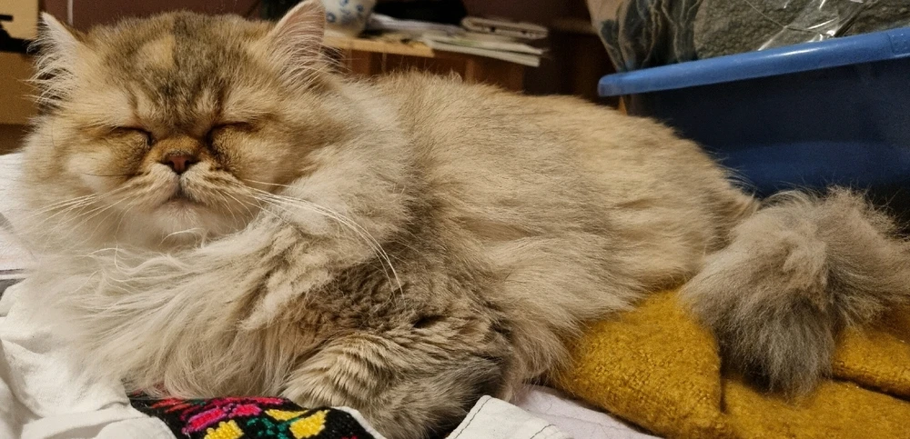 Bild hochgeladen von Monse @die.maiskoeniginber