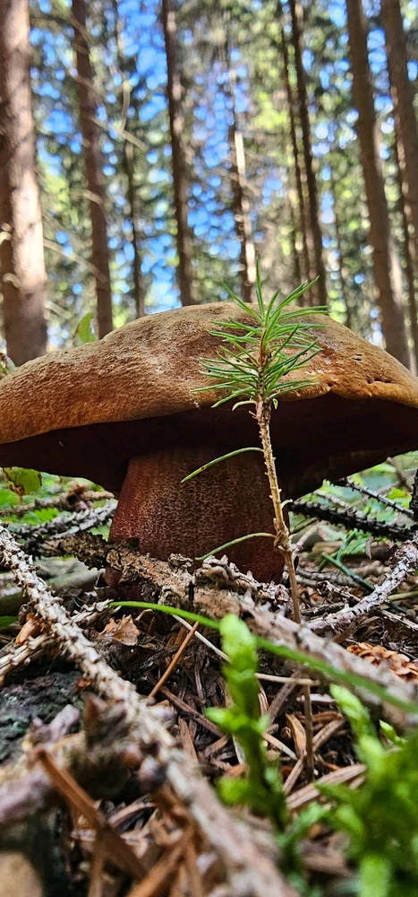 Obrázek nahrál Slavomír