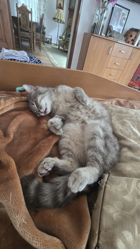 Afbeelding geüpload door Joey