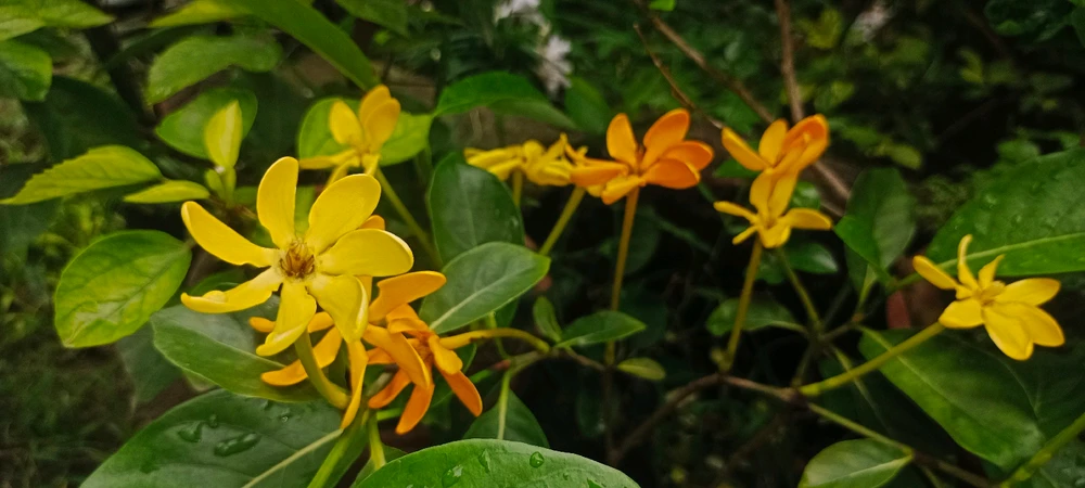 Image uploaded by Priya