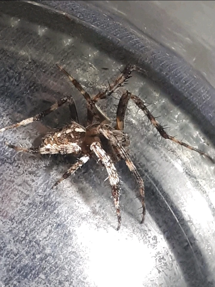 Bild hochgeladen von Herbert = ᚺᛖᚱᛒᛖᚱᛏ