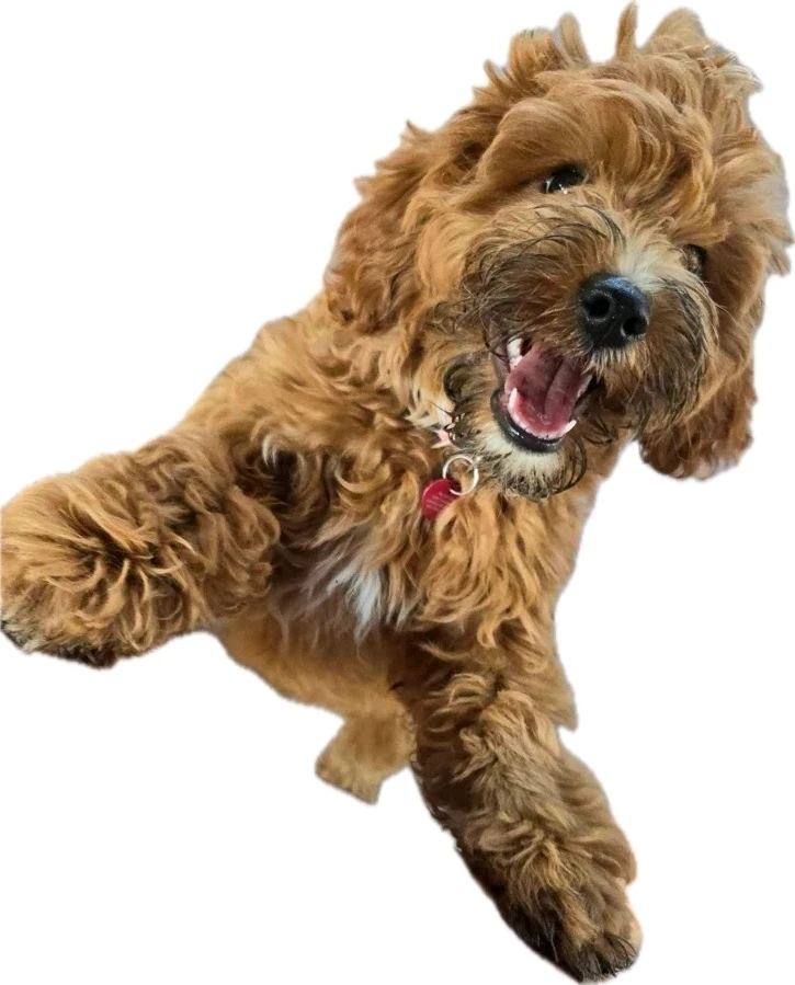 Image uploaded by Ashlie