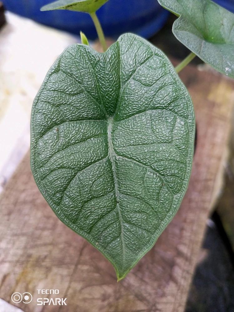 Image uploaded by Kyaw Zin Phyo