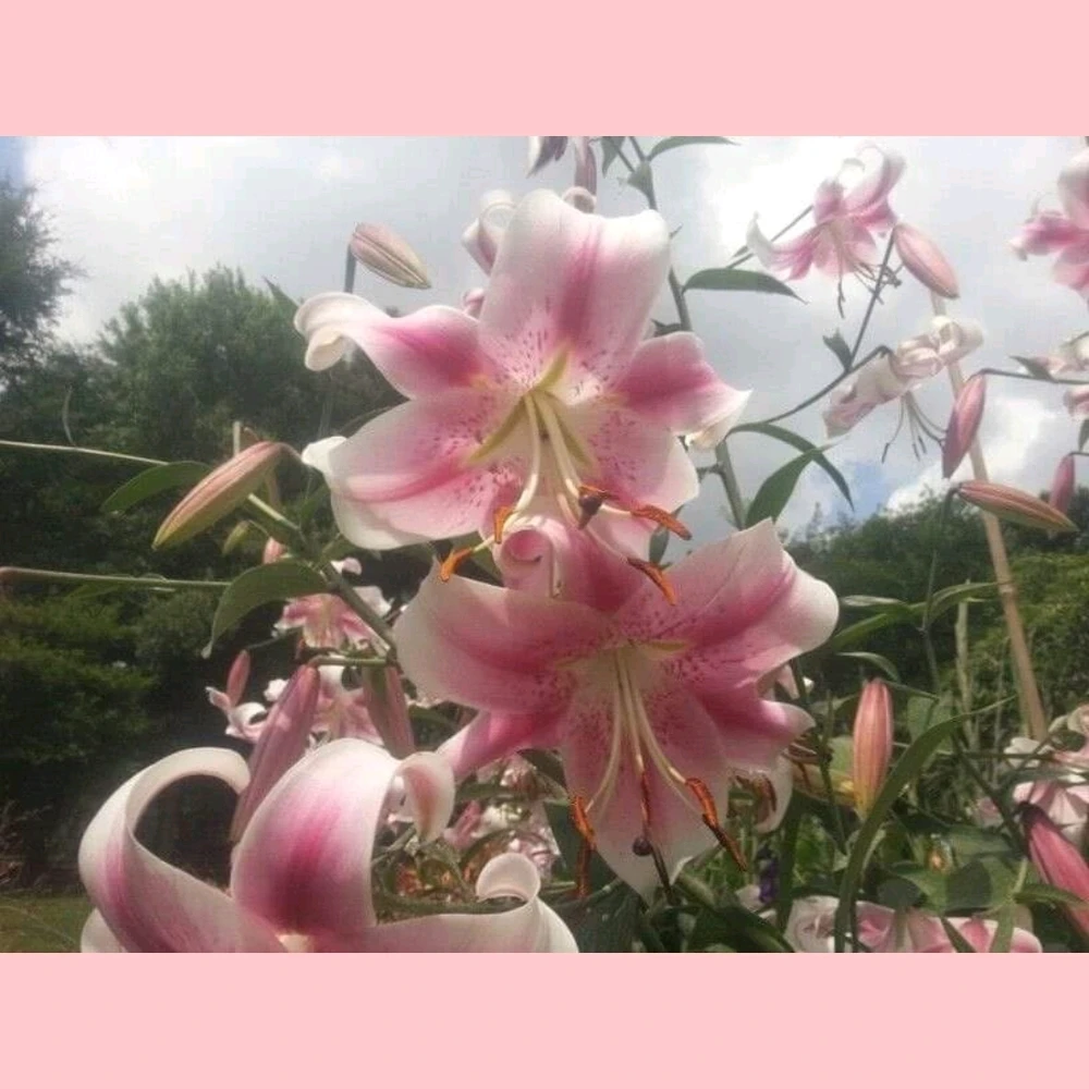 Image uploaded by ๐ณ๏ธโโง๏ธ๐ฎ๐ฟ๐๐๐๐๐ฑ๐๐๐๐ข๐ชป๐ณโ๐
