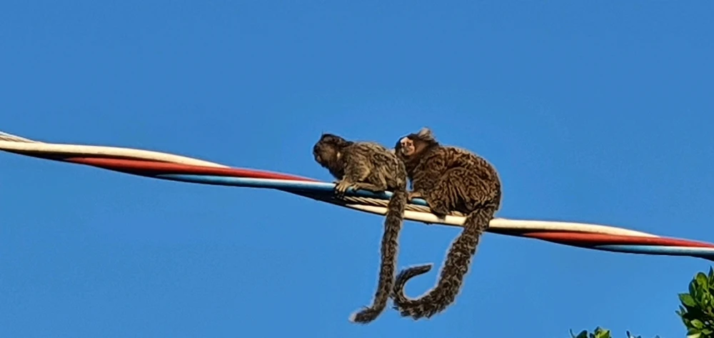 Imagem enviada por Paulo