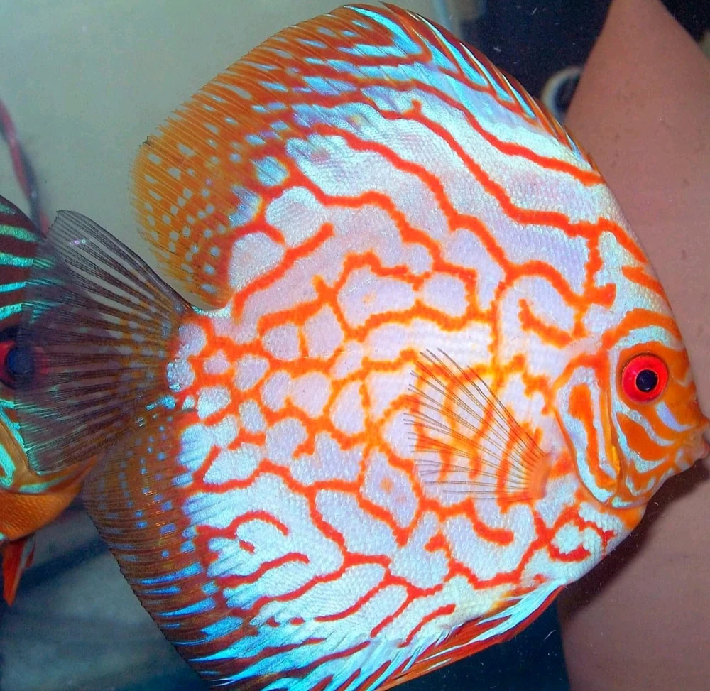 Image uploaded by sebastian